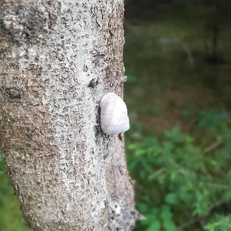 Garni Hochmoos 3* לרמוס