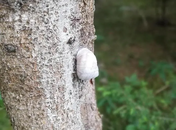 Garni Hochmoos 3* Lermoos